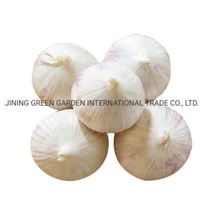 Single One Clove Solo Garlic New Crop China Origin Top Quality Good Price Free Sample