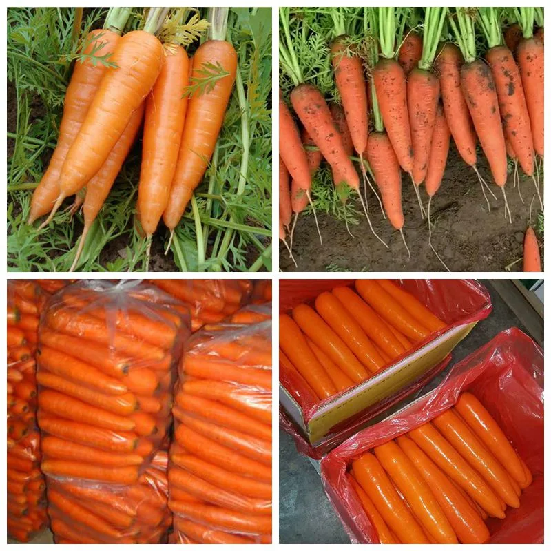 2021 New Carrot 150g &amp; up Fresh Red Carrot