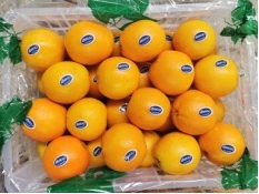 Sell Best Fresh Navel Orange Suppliers Organic