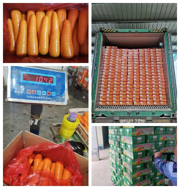 2021 New Carrot 150g &amp; up Fresh Red Carrot