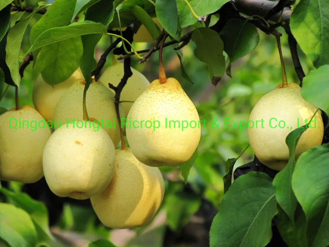 Fresh Fruit Super Quality Chinese Fresh Ya Pear