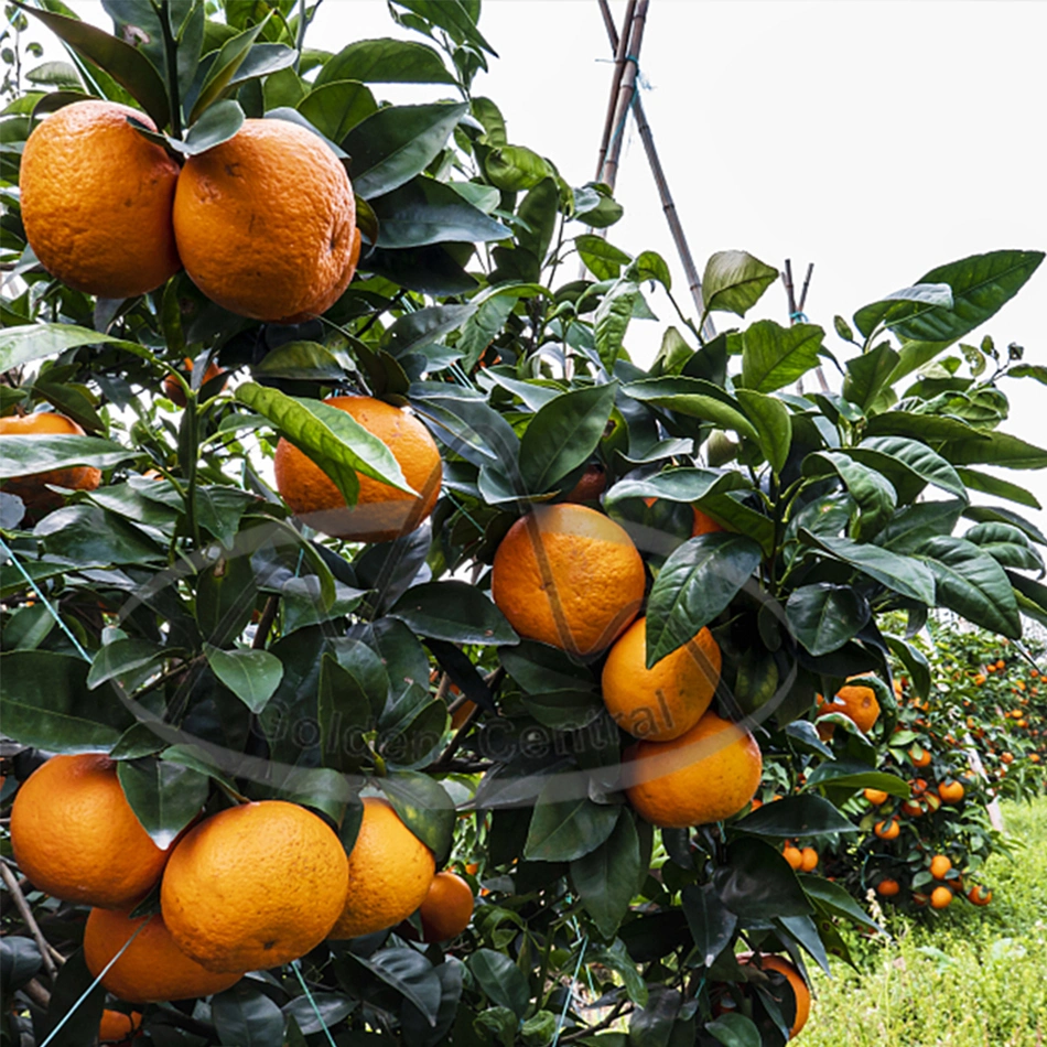 Chinese Fresh Wogan Special Orange Sour Sweet