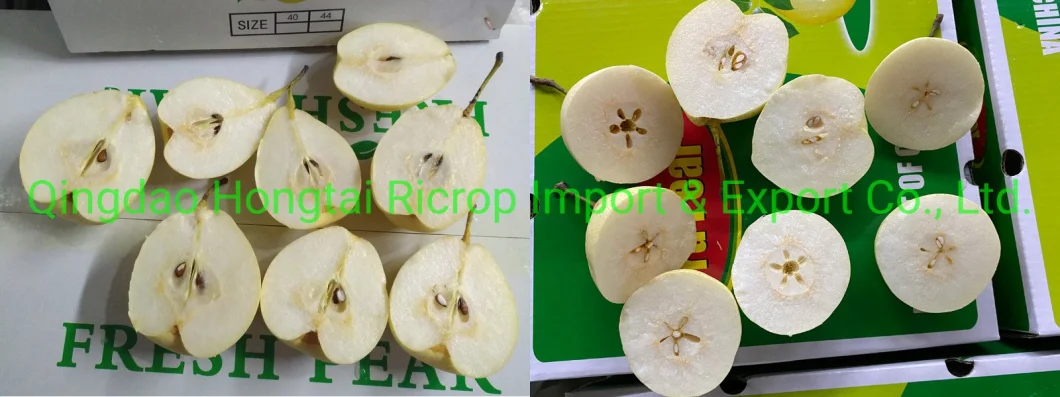 Fresh Fruit Super Quality Chinese Fresh Ya Pear