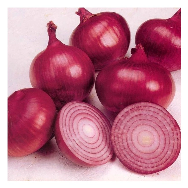 Top Quality Red Fresh Onion for Export