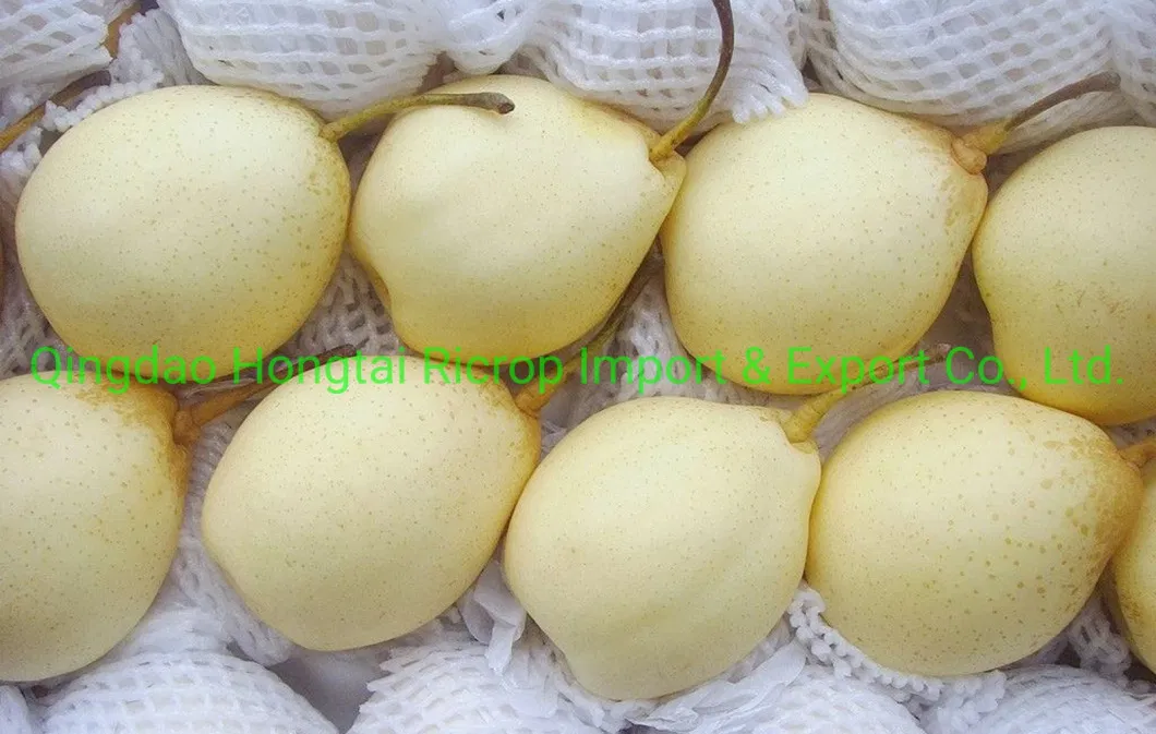 Fresh Fruit Super Quality Chinese Fresh Ya Pear