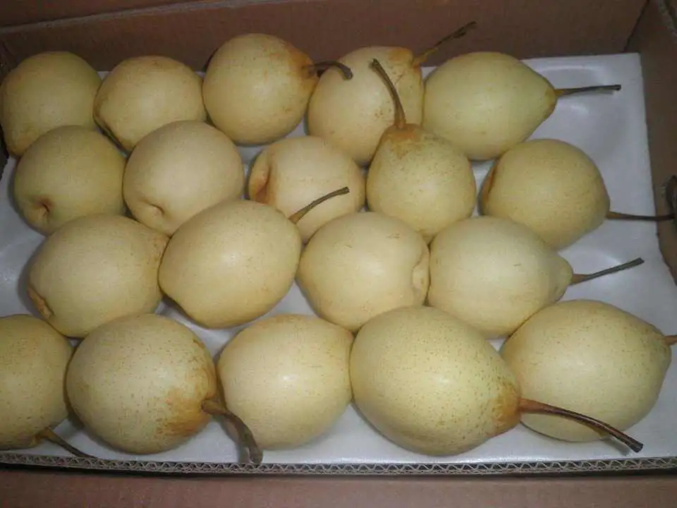 China Fresh Crown Qiuyue Pear Fruit with ISO HACCP Apple Orange Grape