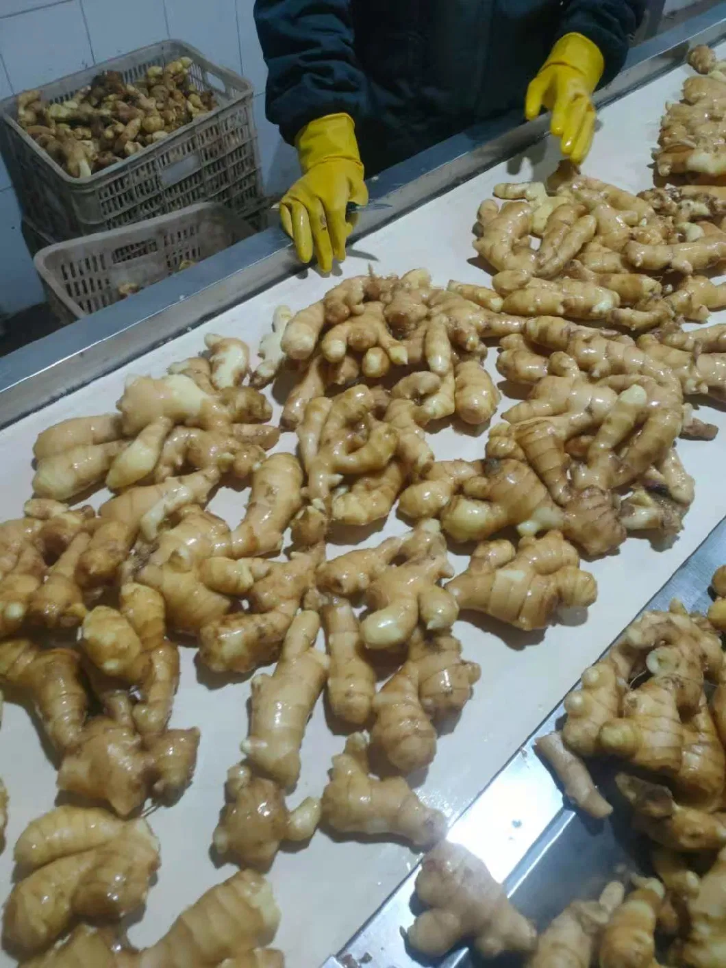 Chinese Selected Delicious Organic Yellow Air Dry Ginger