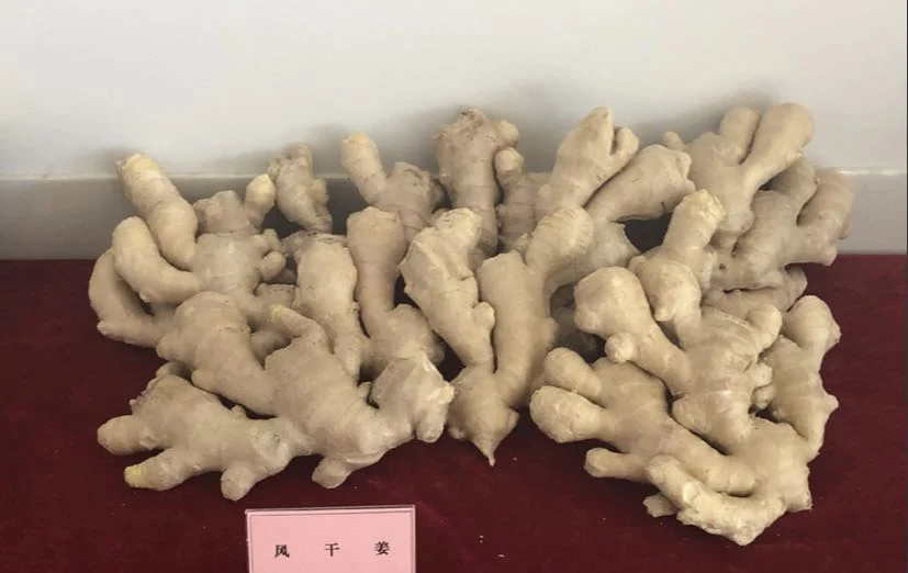 New Crop Chinese Shandong Fresh Yellow Air Dried Dry Garlic Ginger Vegetable