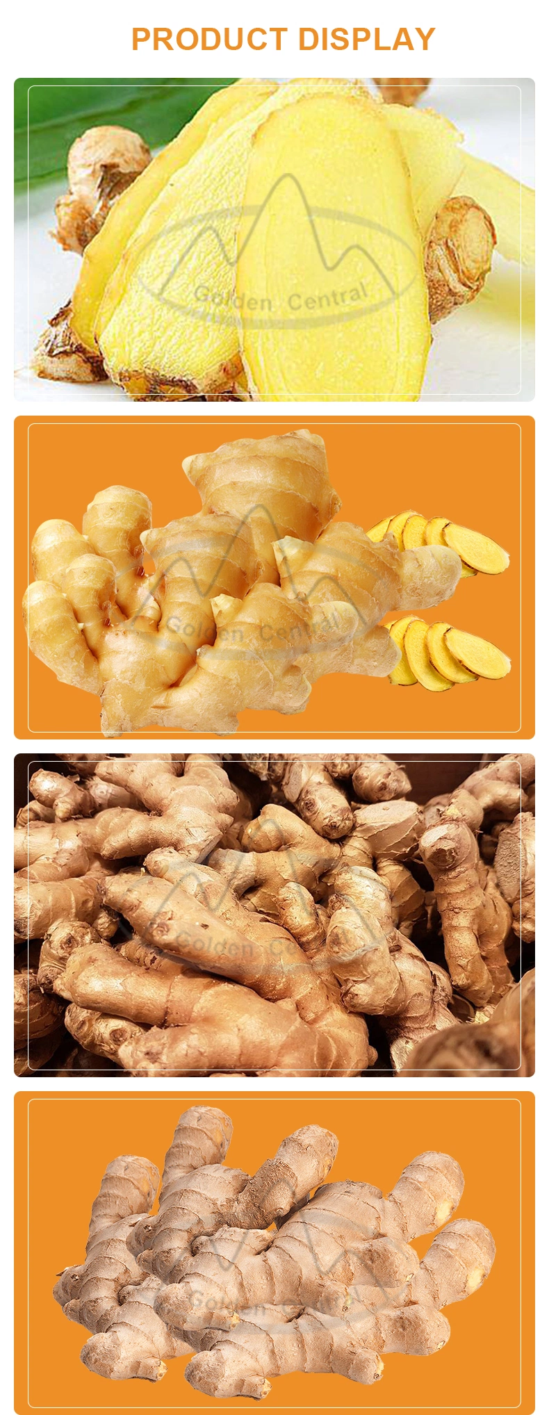 Hot Sale Fresh New Crop Yellow Fresh Ginger