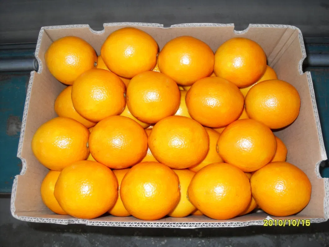 Fresh Honey Orange/Mandarin Orange in China