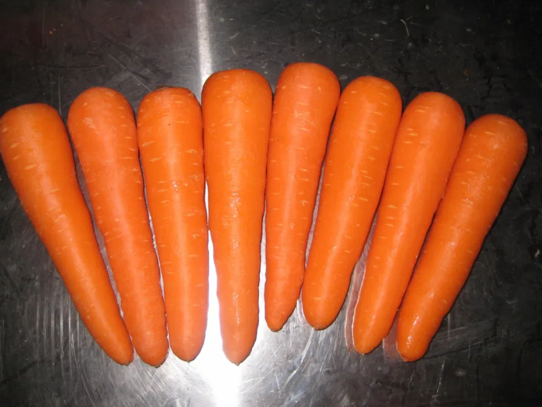 High Quality Chinese New Crop Fresh Carrot for Export