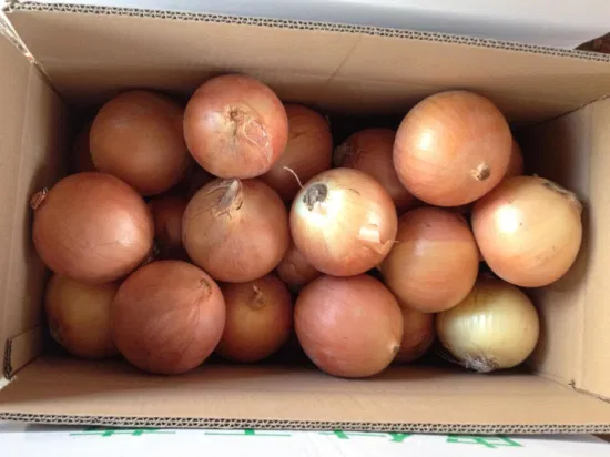 New Season China Yellow Onion From Shandong Area