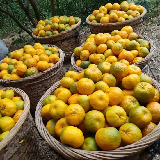 Best Sweet Yongchun Pokan, Fresh Mandarin Orange in Grade a