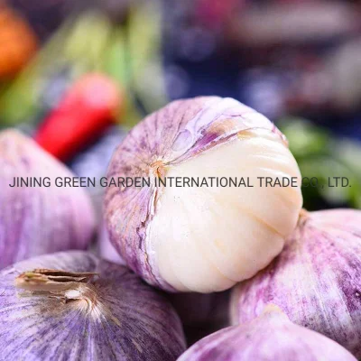 Top Quality Best Wholesale New Crop Fresh Solo Garlic Price From Yunnan Origin