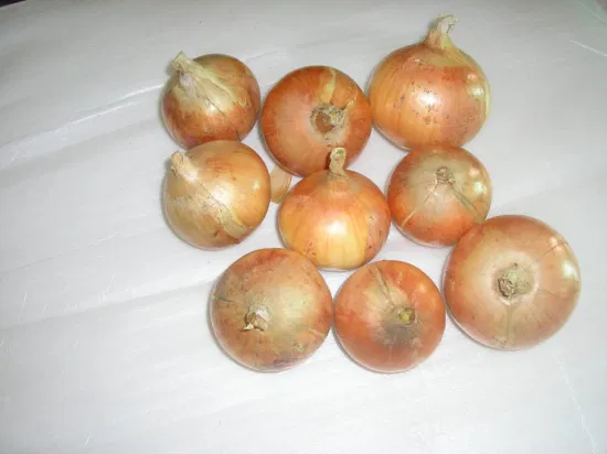 Chinese Fresh Good Quality Yellow Onion