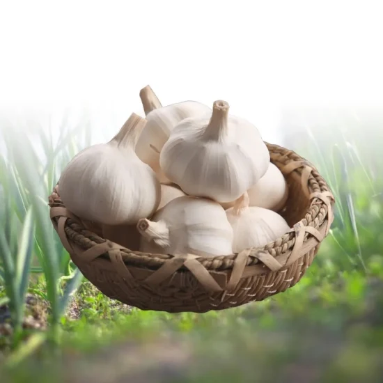 New Wholesale Jiangsu Good Price Export Solo Pure Peeled Fresh Dried Normal/Super White Dehydrated Garlic