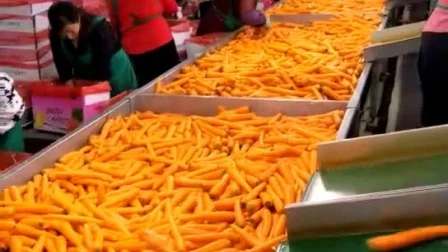 Competitive Fresh Carrot for Exporting (300g and up)