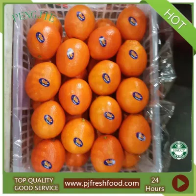 Sweet Taste Fresh Navel Orange Supplier