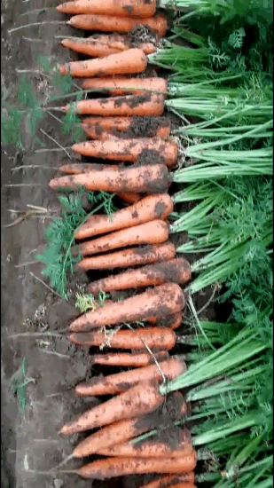 2021 New Crop Fresh Carrot Top Quality Lowest Price From China 80