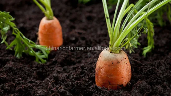 Wholesaler Customized Chinese Fresh Carrot S M L 2L 3L