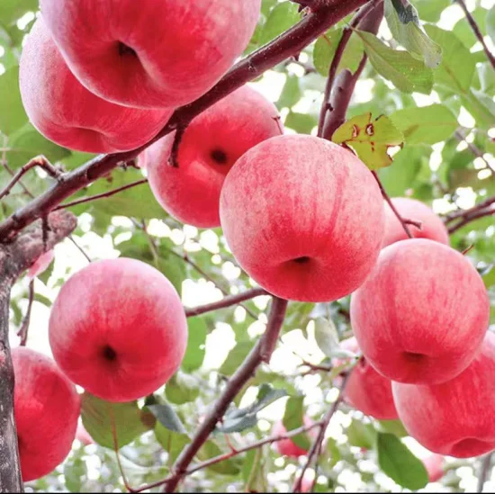 Huaniu Golden Delicious Gala Qinguan FUJI Apple Fruit Price From Factory