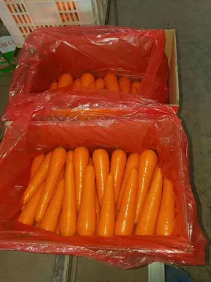 New Crop Fresh Organic Vegetables Wholesale Carrot Price