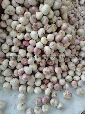 Solo Garlic From Yunnan China New Crop Single Clove, One Clove Health Nature Farm Product Strong Garlic Flavour Good Spice