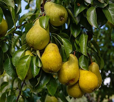 Chinese New Crop Fresh Pear in Sale Season