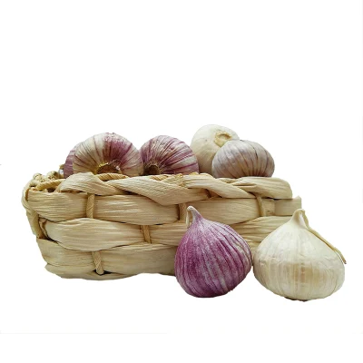 China New Crop Fresh Single Solo Garlic