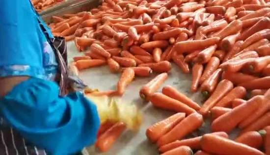 Wholesale Price Vitamin Sweet Carrot Vegetable Fresh Carrot