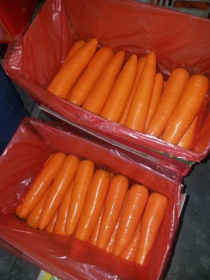 2021 New Carrot 150g & up Fresh Red Carrot