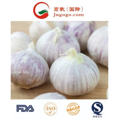 Yunnan Fresh New Crop Solo Garlic Supplier