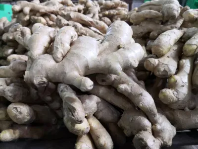 Air Dry Fresh Ginger New Harvest 2019