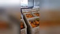 Fresh Fruits Navel Orange From Shandong China