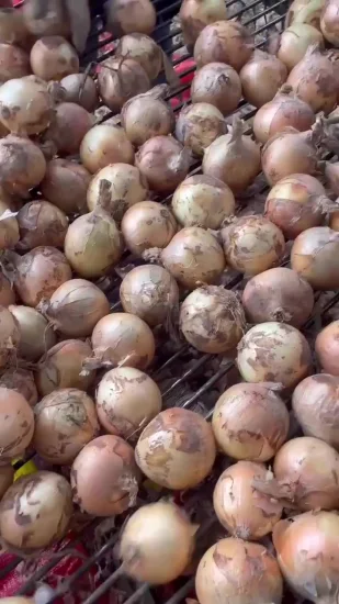 Top Quality Red Fresh Onion for Export