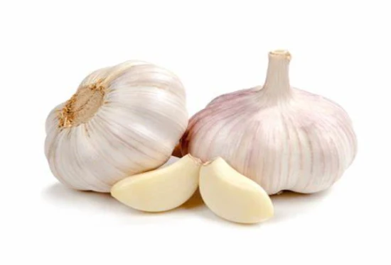 Top Quality Fresh Solo Garlic with Competitive Price